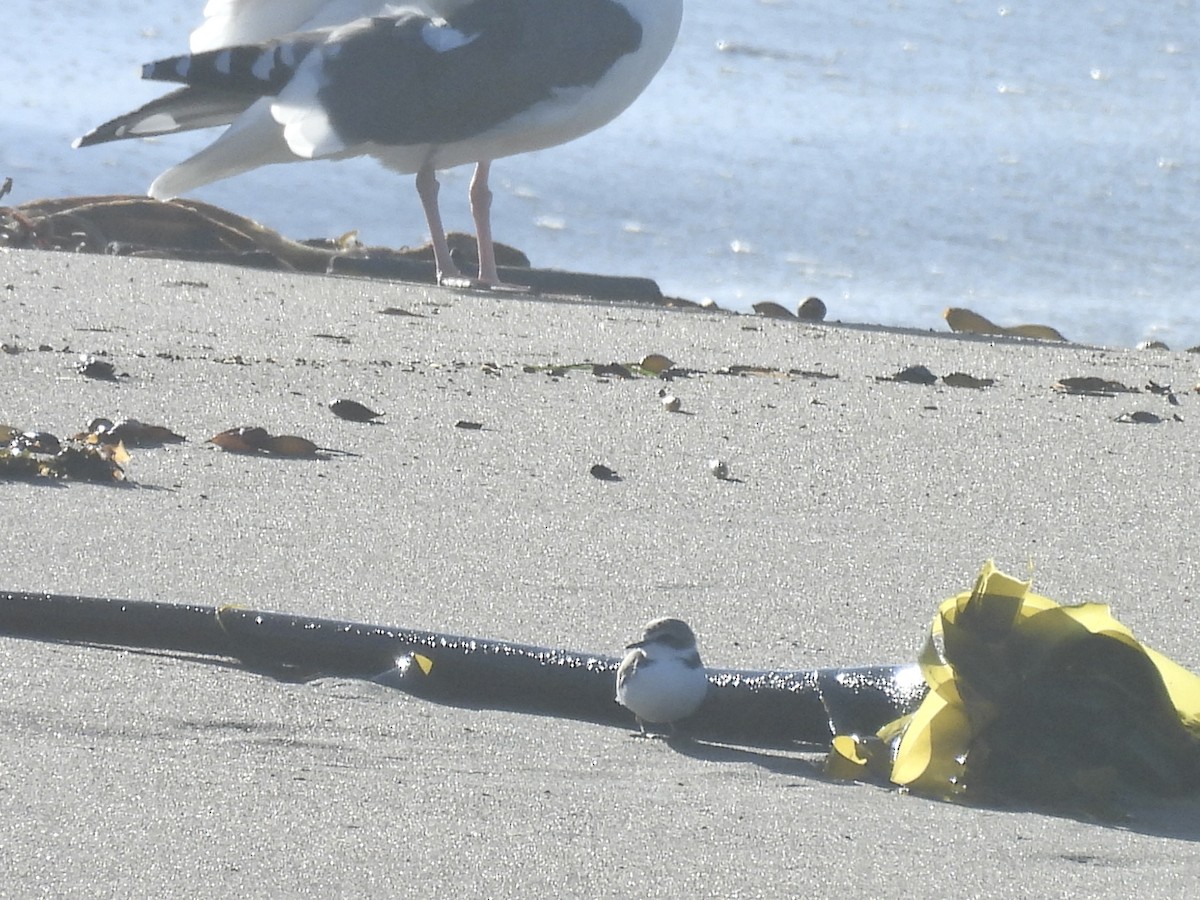 Snowy Plover - ML646368623