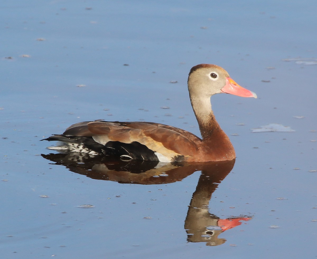 Rotschnabel-Pfeifgans - ML646368627