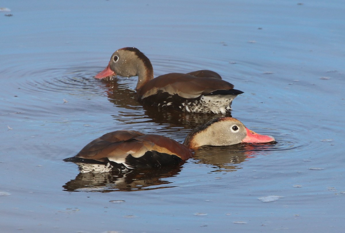 Rotschnabel-Pfeifgans - ML646368628