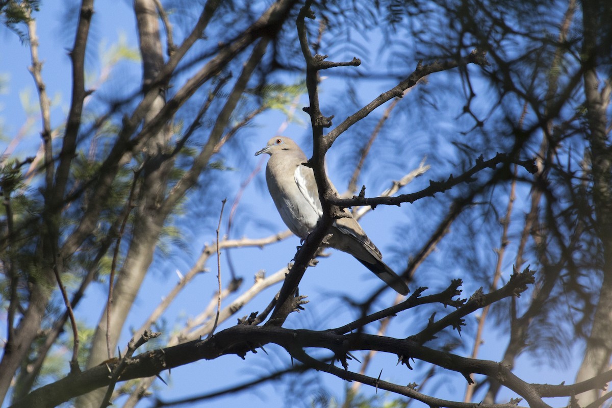 Ak Kanatlı Kumru - ML646368629