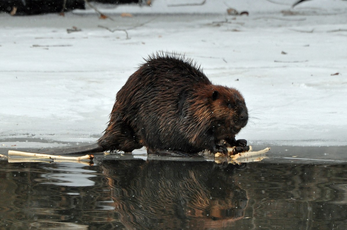 American Beaver - ML646368630