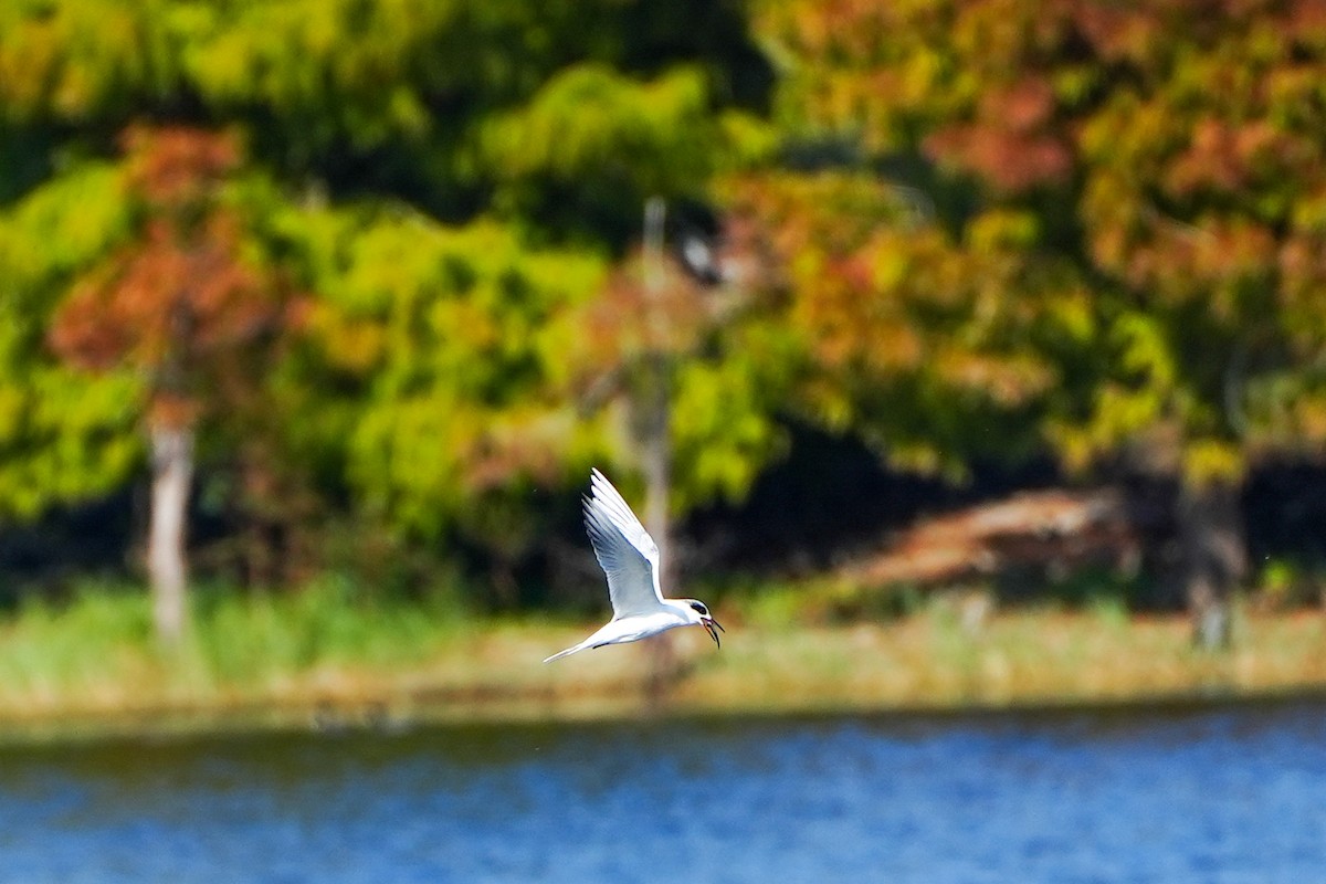 Sterne de Forster - ML646368631