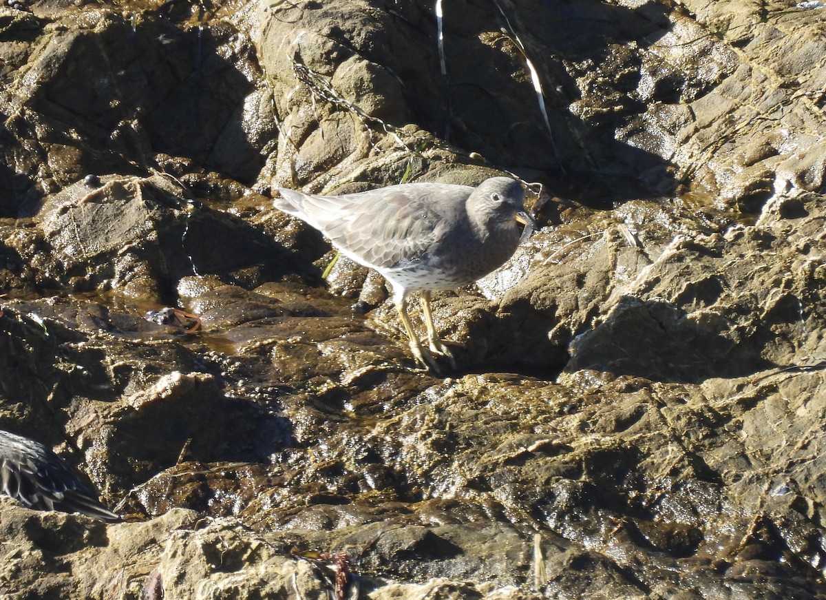 Surfbird - ML646368633