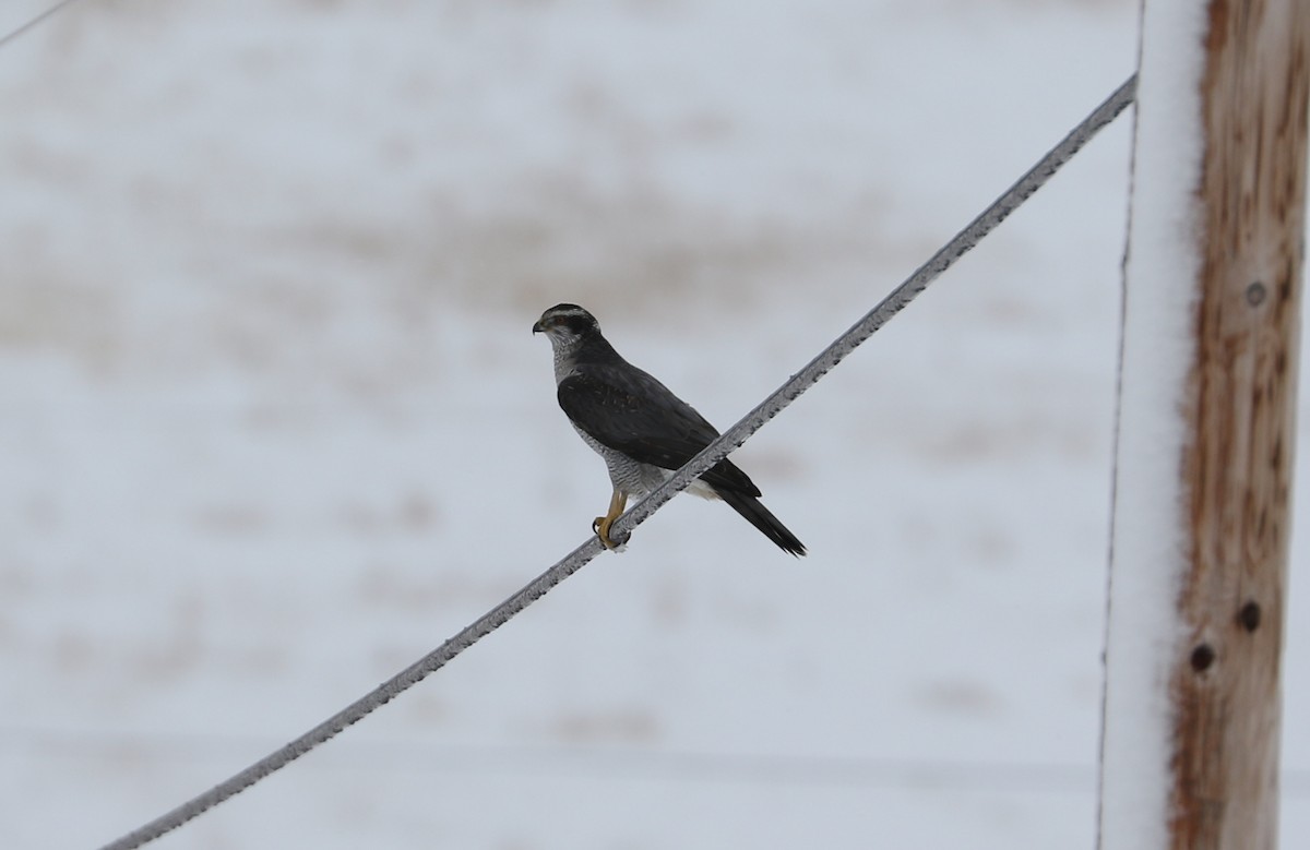 American Goshawk - ML646368634