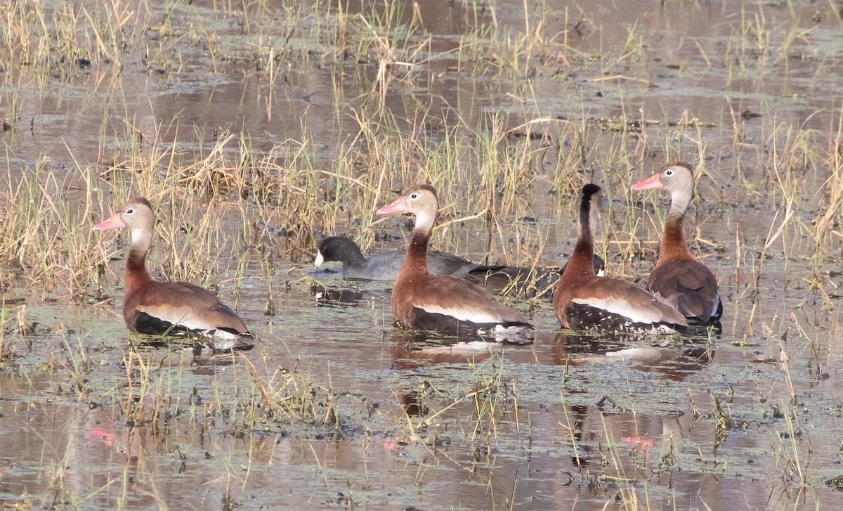 Rotschnabel-Pfeifgans - ML646368635