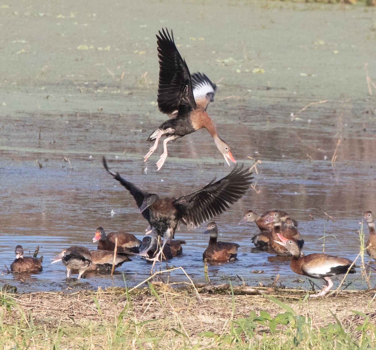 Rotschnabel-Pfeifgans - ML646368636