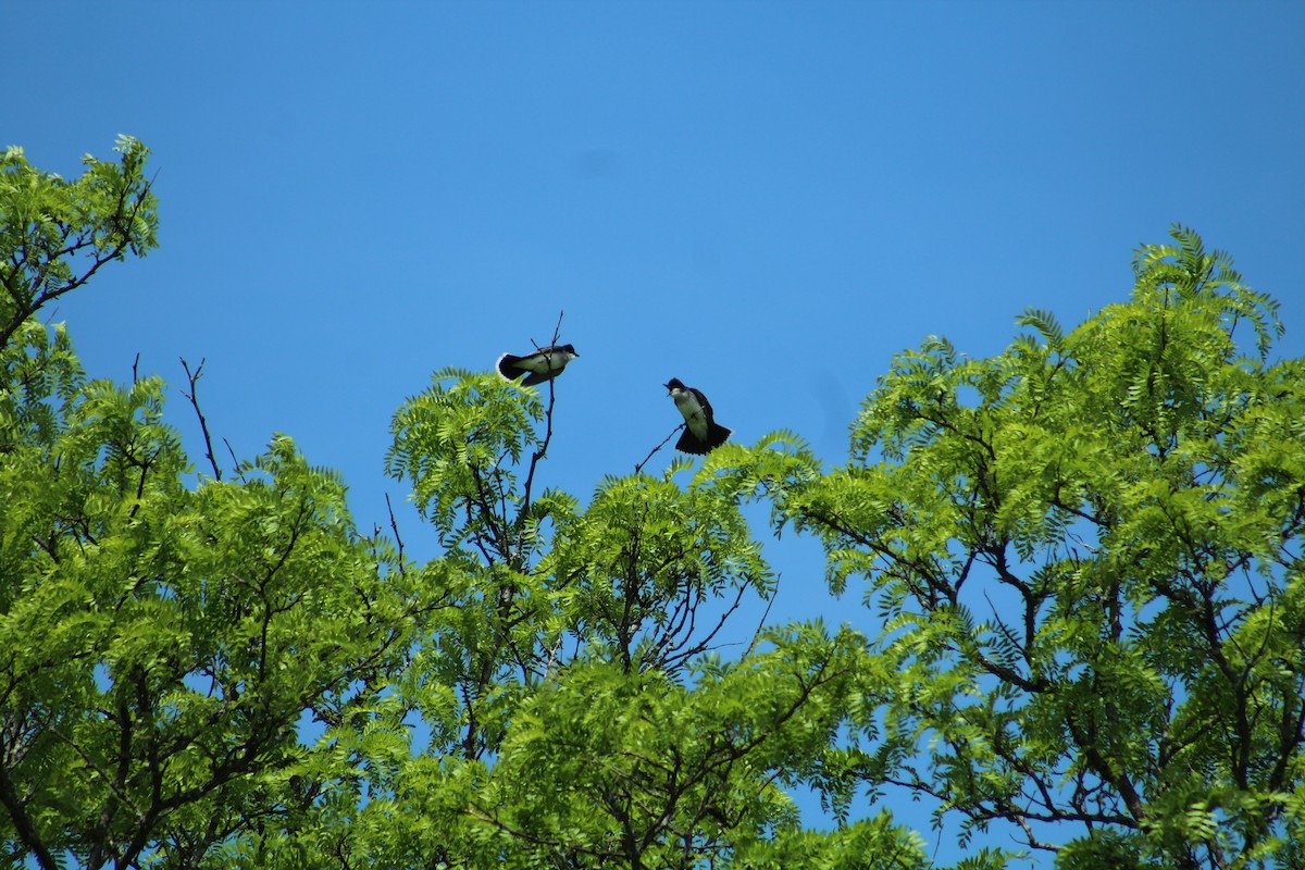 Tirano Oriental - ML646368637