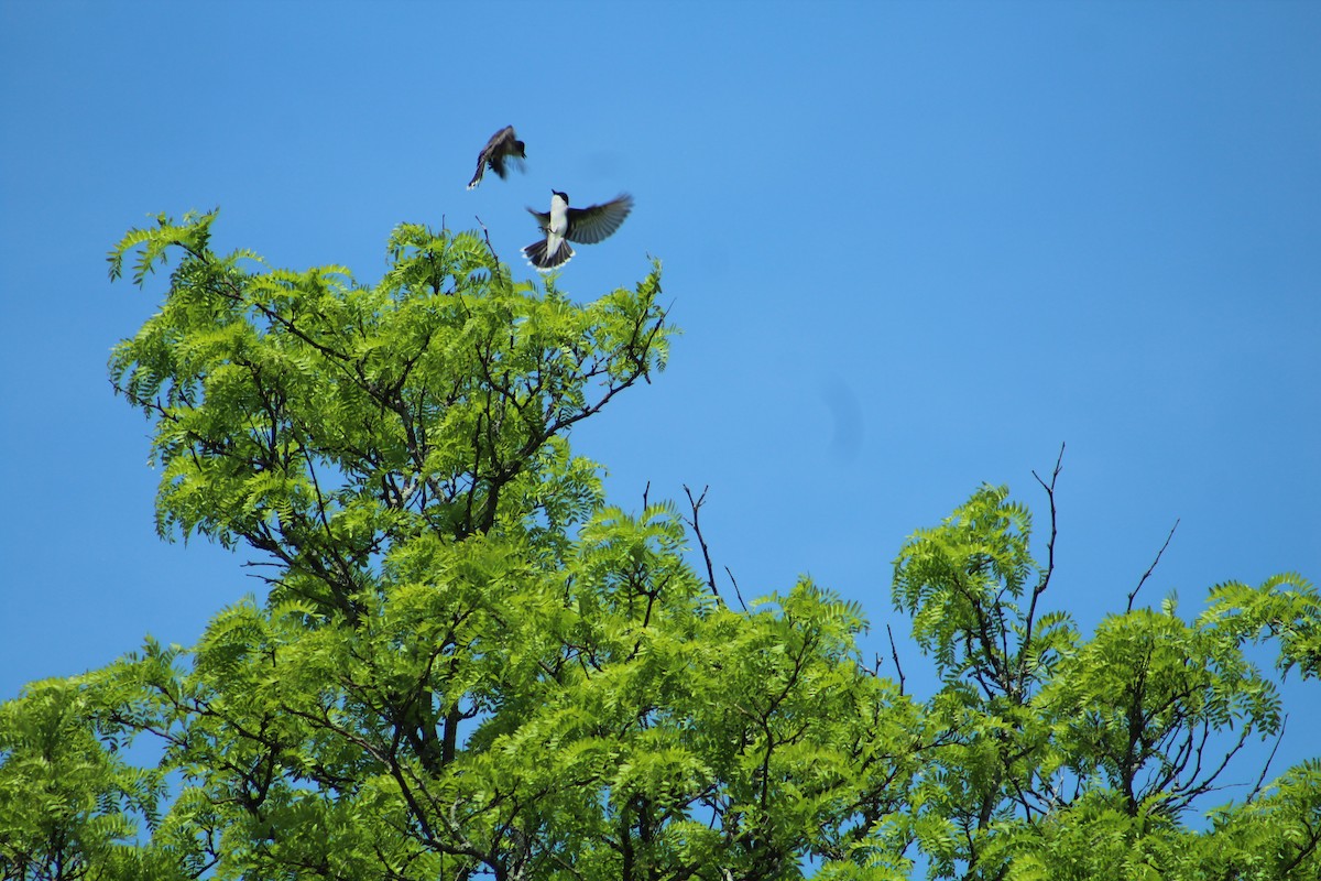 Tirano Oriental - ML646368638