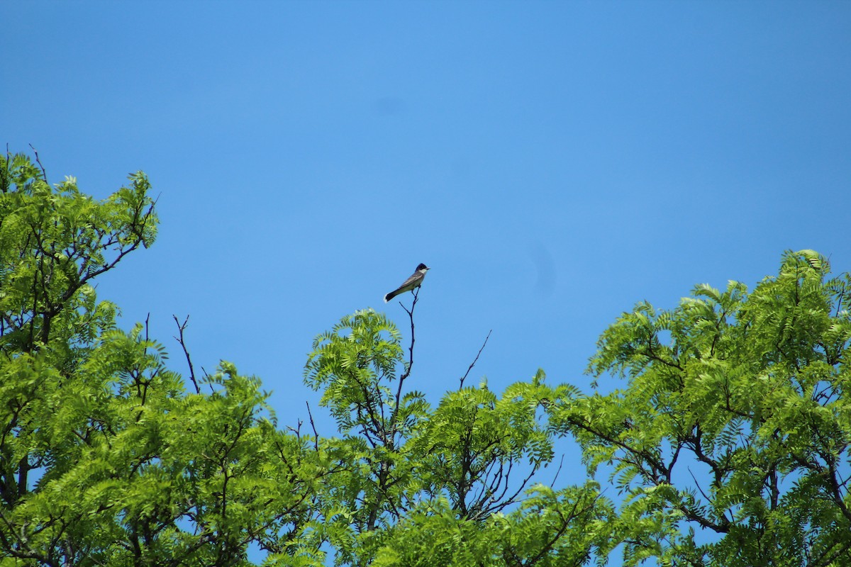 Tirano Oriental - ML646368639