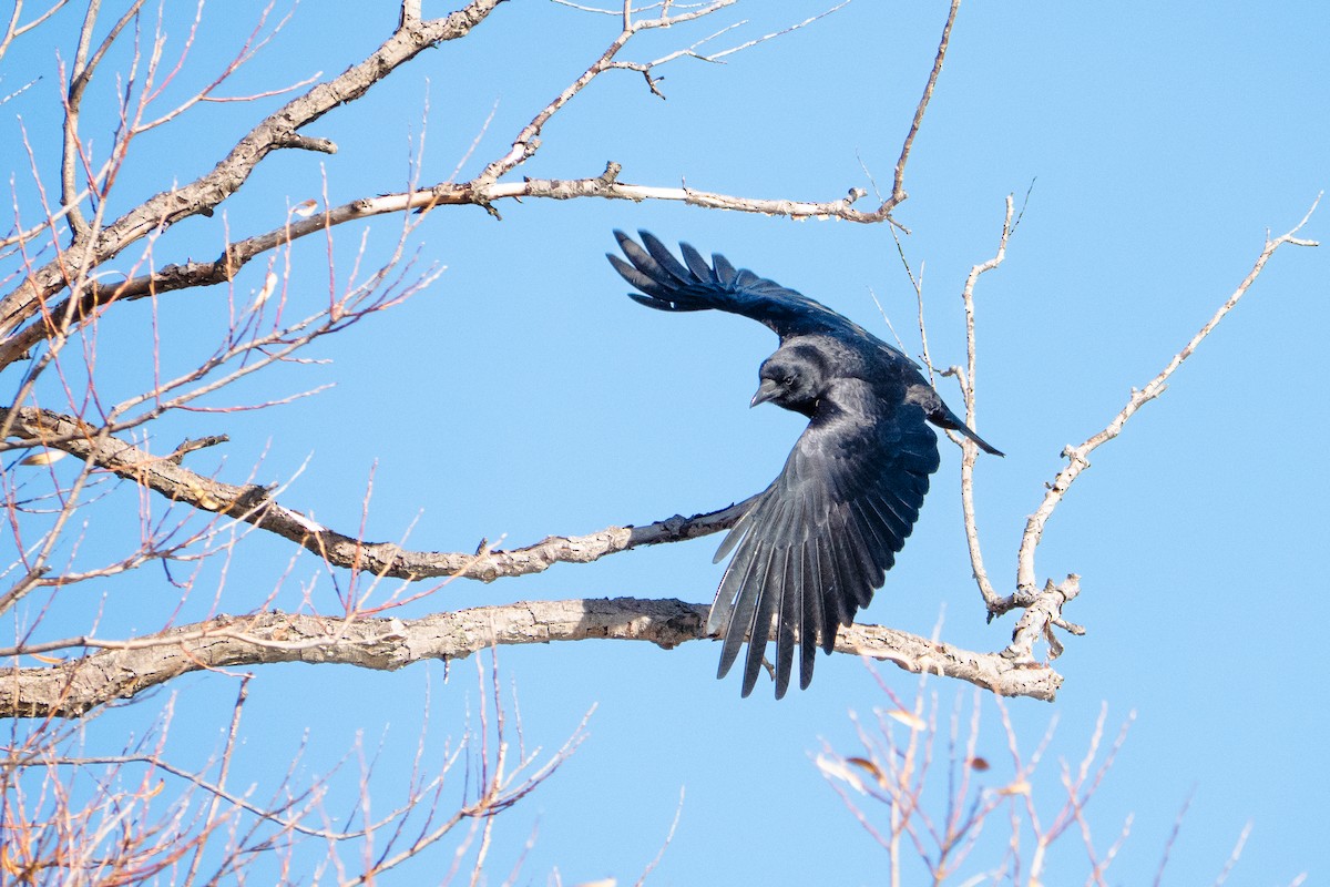 American Crow - ML646368640