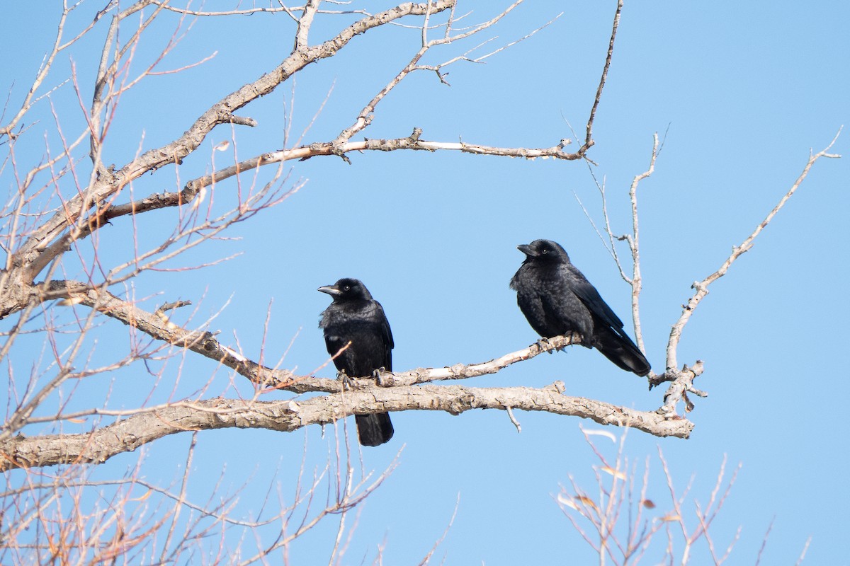 American Crow - ML646368642