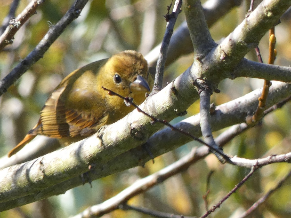 Summer Tanager - ML646368645