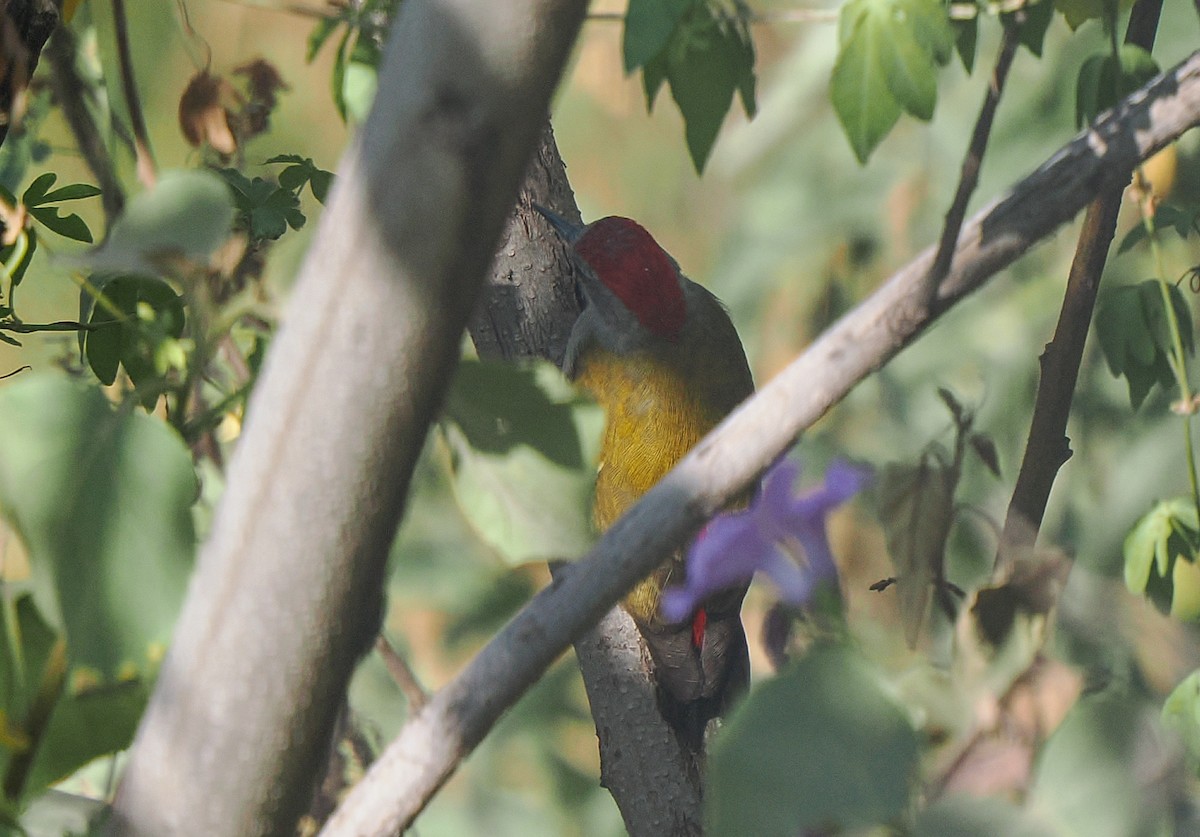 African Gray Woodpecker - ML646368647