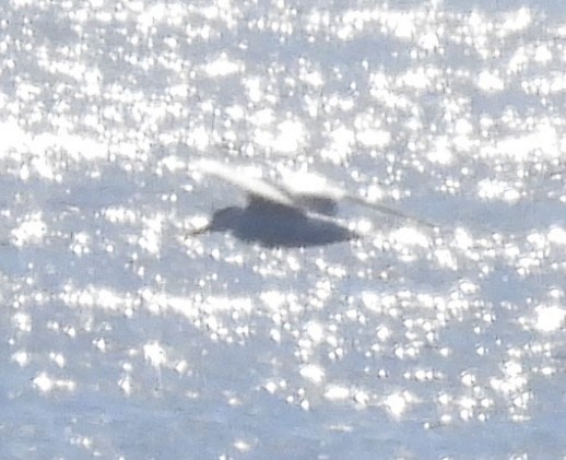 Elegant Tern - ML646368648