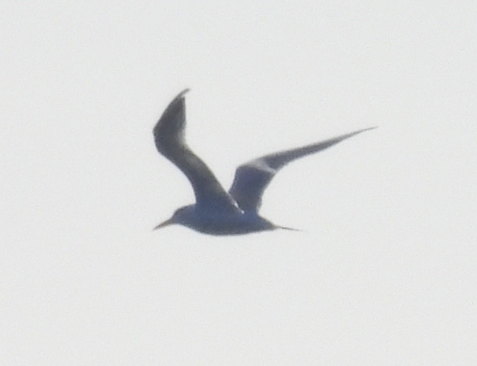 Elegant Tern - ML646368649