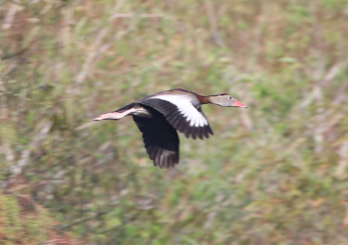 Rotschnabel-Pfeifgans - ML646368650