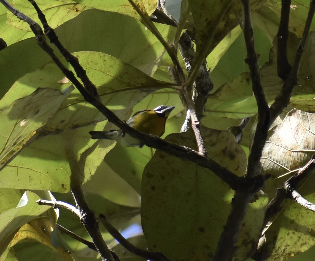 Puerto Rican Spindalis - ML646368651