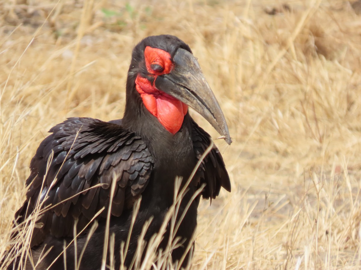 Southern Ground-Hornbill - ML646368653