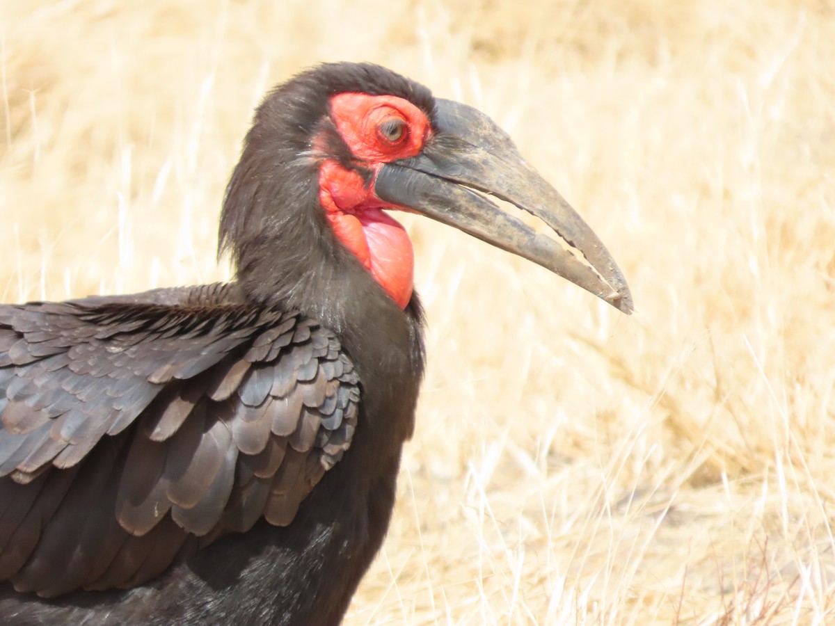 Southern Ground-Hornbill - ML646368655