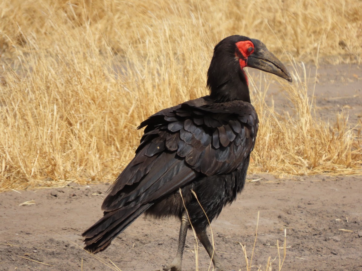 Southern Ground-Hornbill - ML646368657