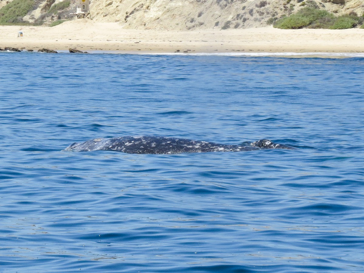 Grey Whale - ML646368659