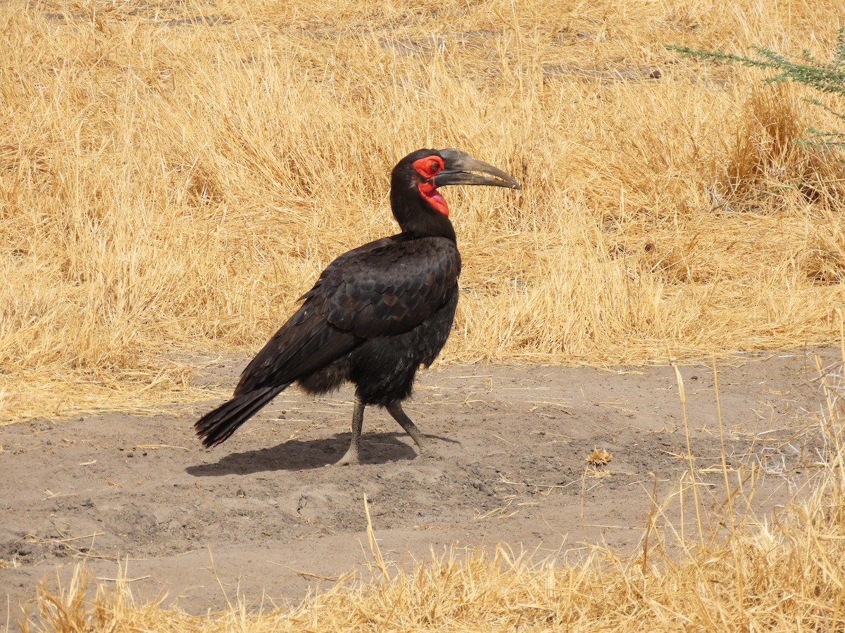 Southern Ground-Hornbill - ML646368661
