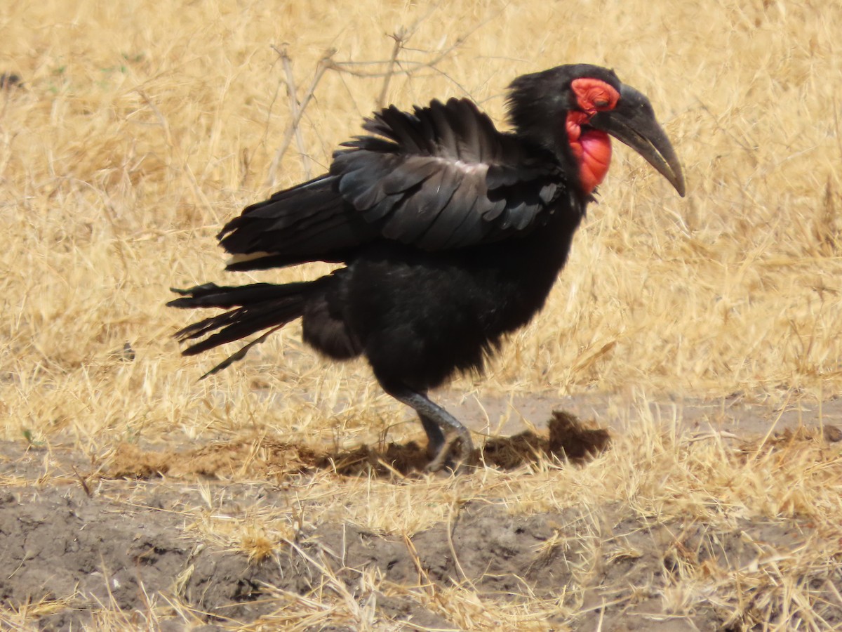 Southern Ground-Hornbill - ML646368662