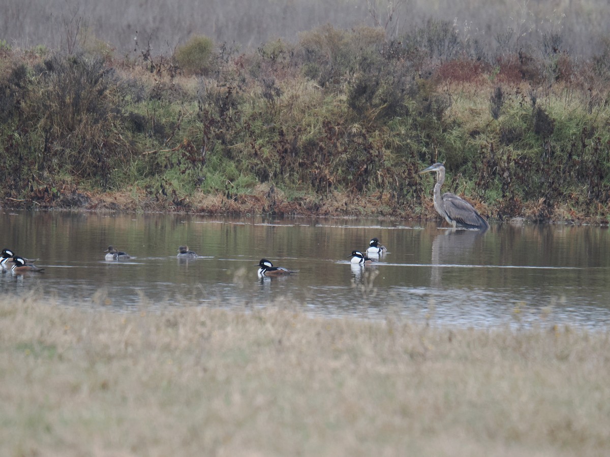 morčák chocholatý - ML646368663