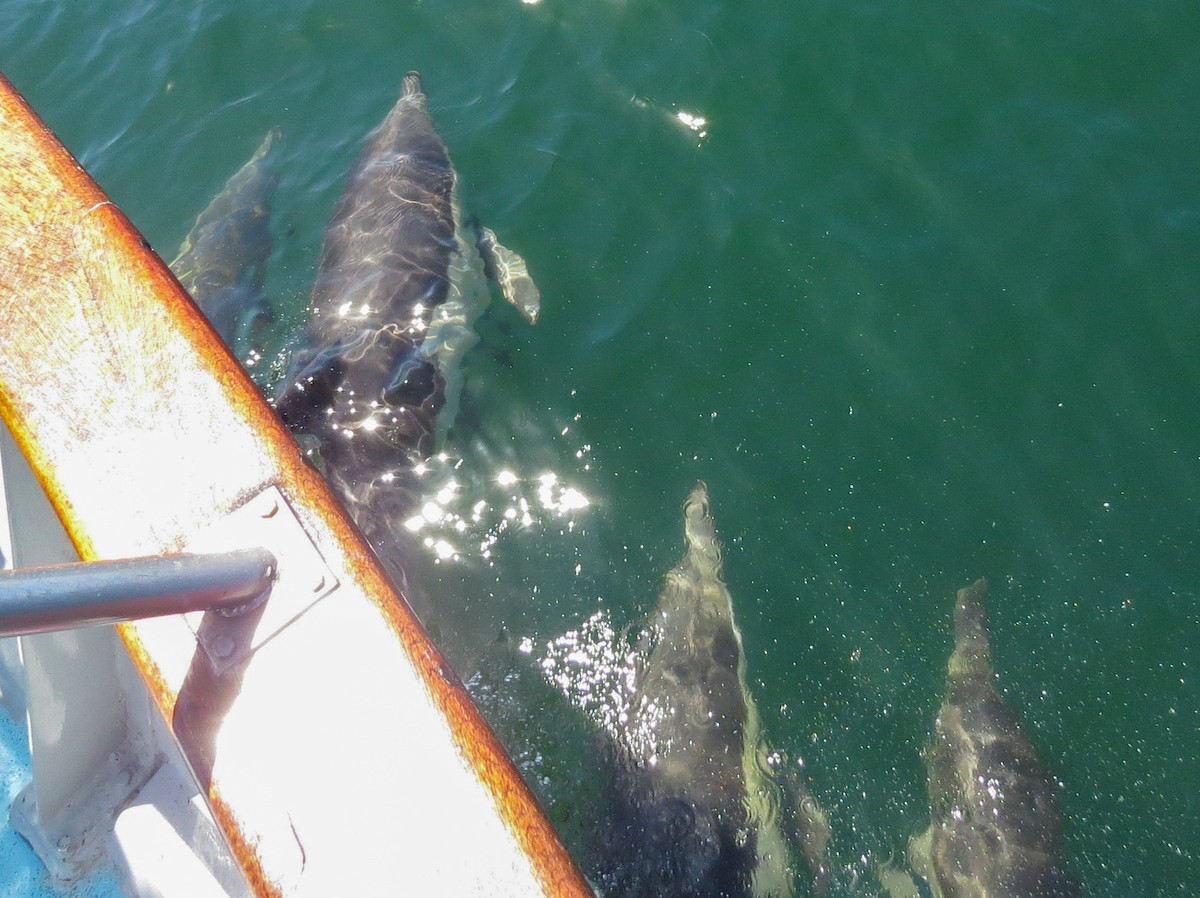 Pacific White-sided Dolphin - ML646368664