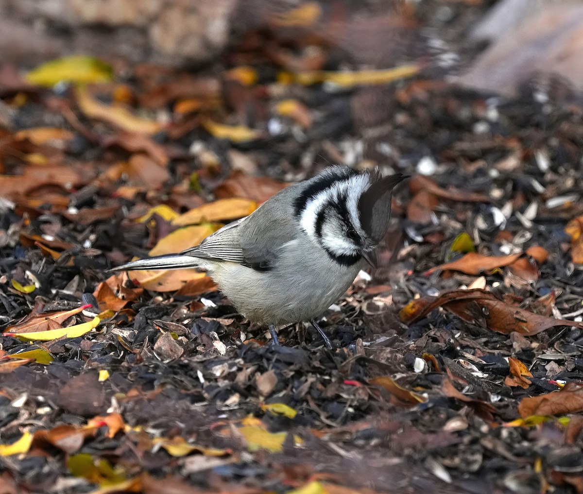 Bridled Titmouse - ML646368665