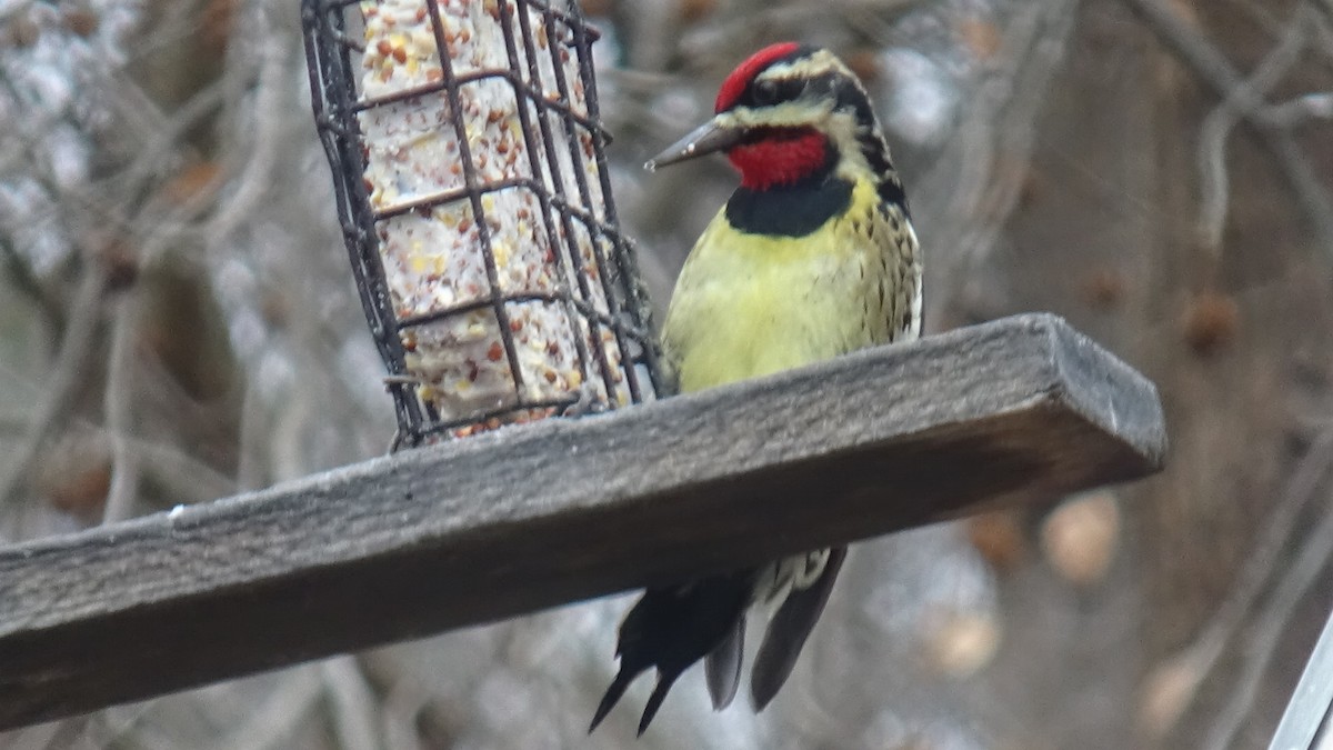 Yellow-bellied Sapsucker - ML646368667