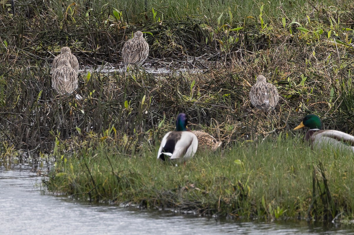 Eurasian Curlew - ML646368668