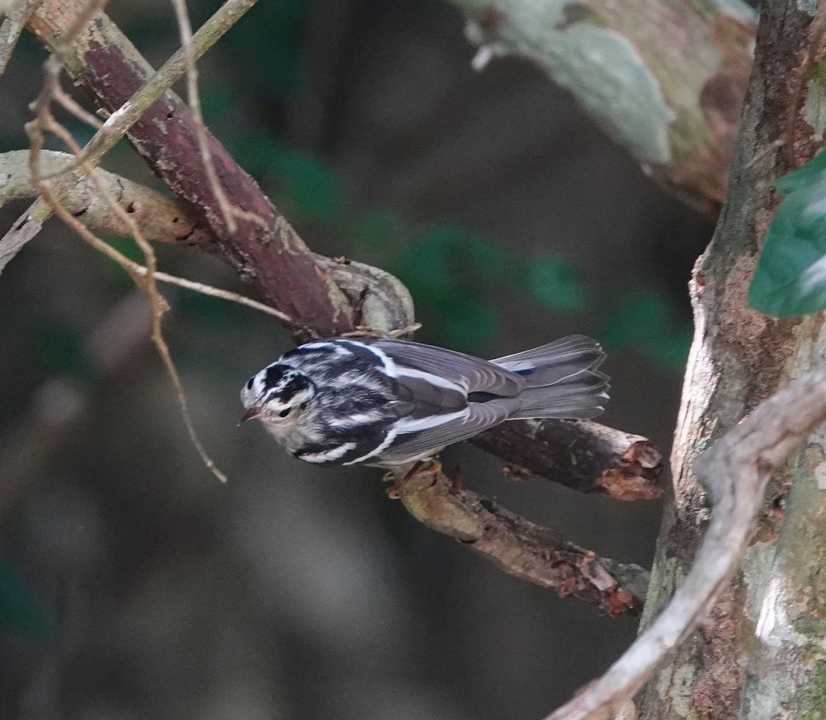 Black-and-white Warbler - ML646368669