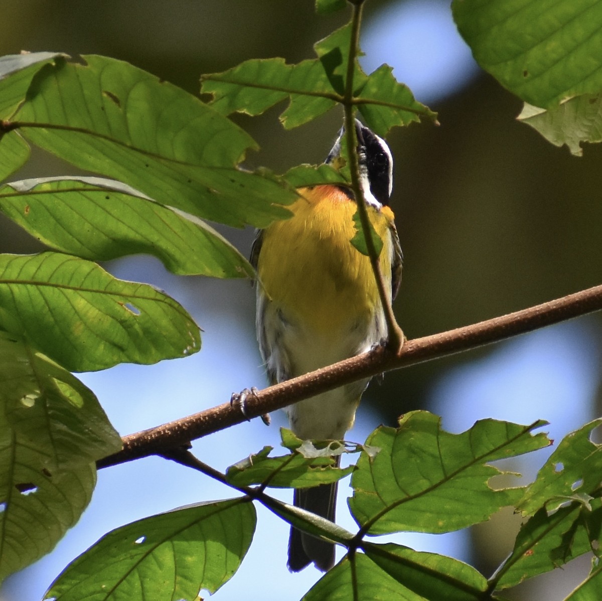 Puerto Rican Spindalis - ML646368671