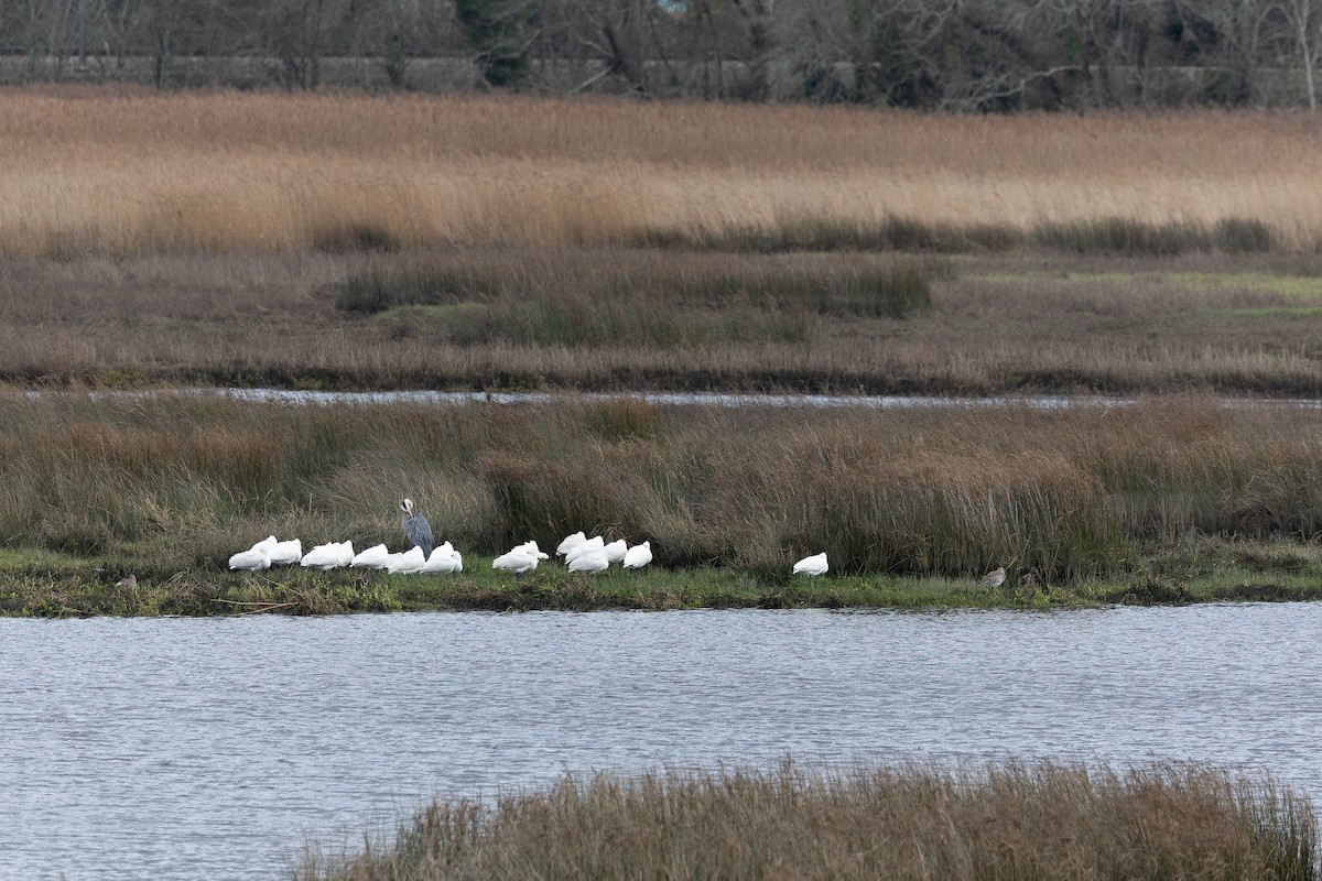 Eurasian Spoonbill - ML646368675