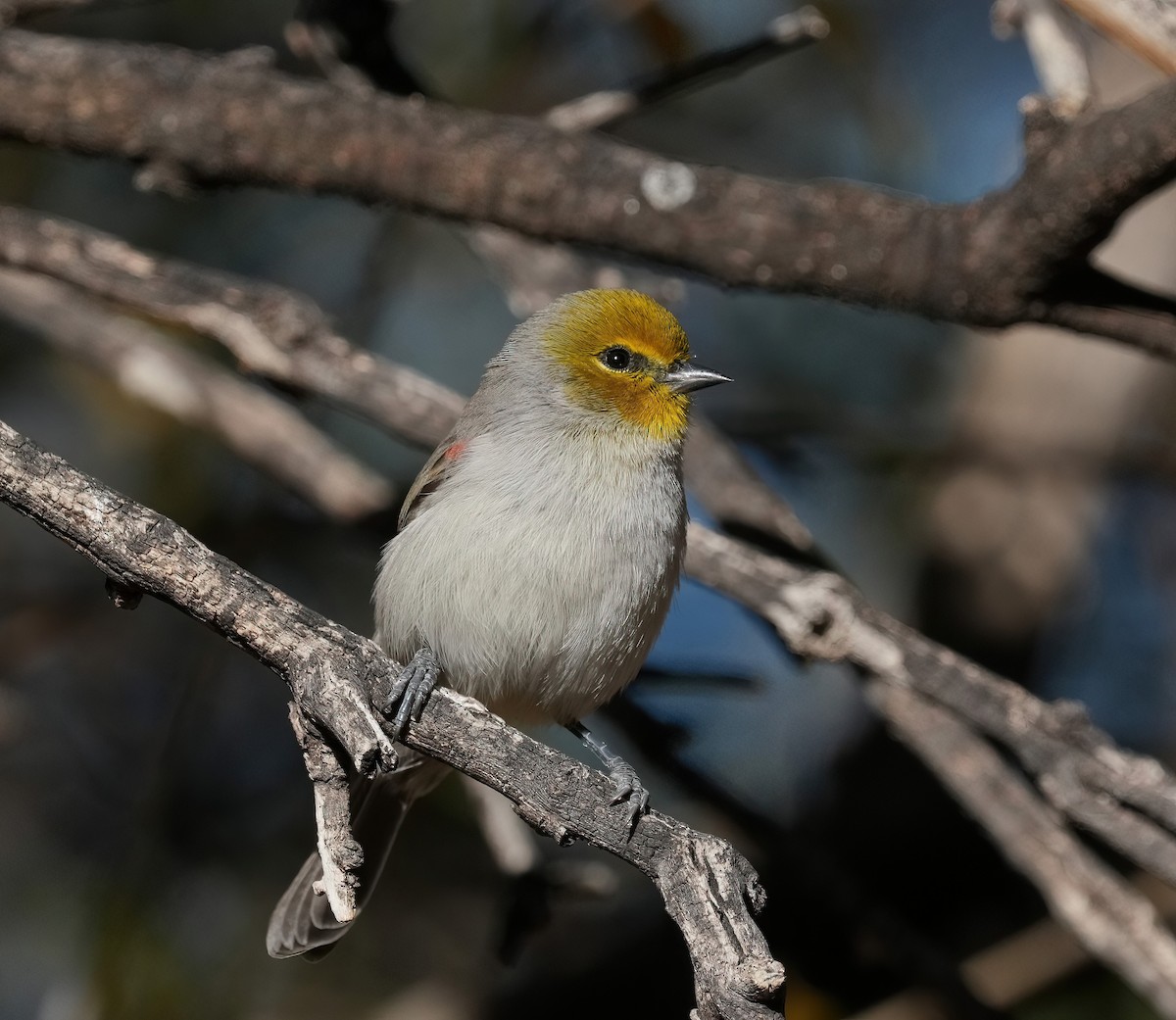 Verdin - ML646368677