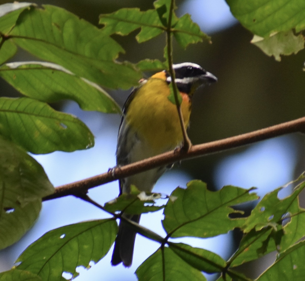 Puerto Rican Spindalis - ML646368681