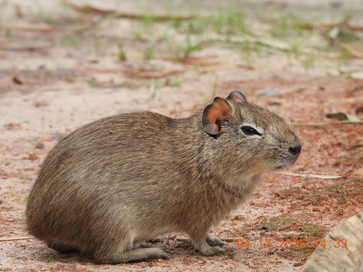 Brazilian Guinea Pig - ML646368682