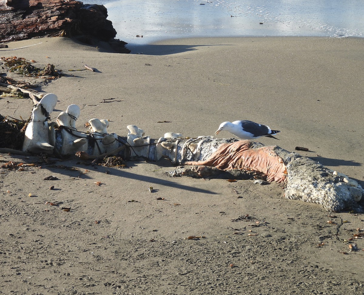 Western Gull - ML646368683