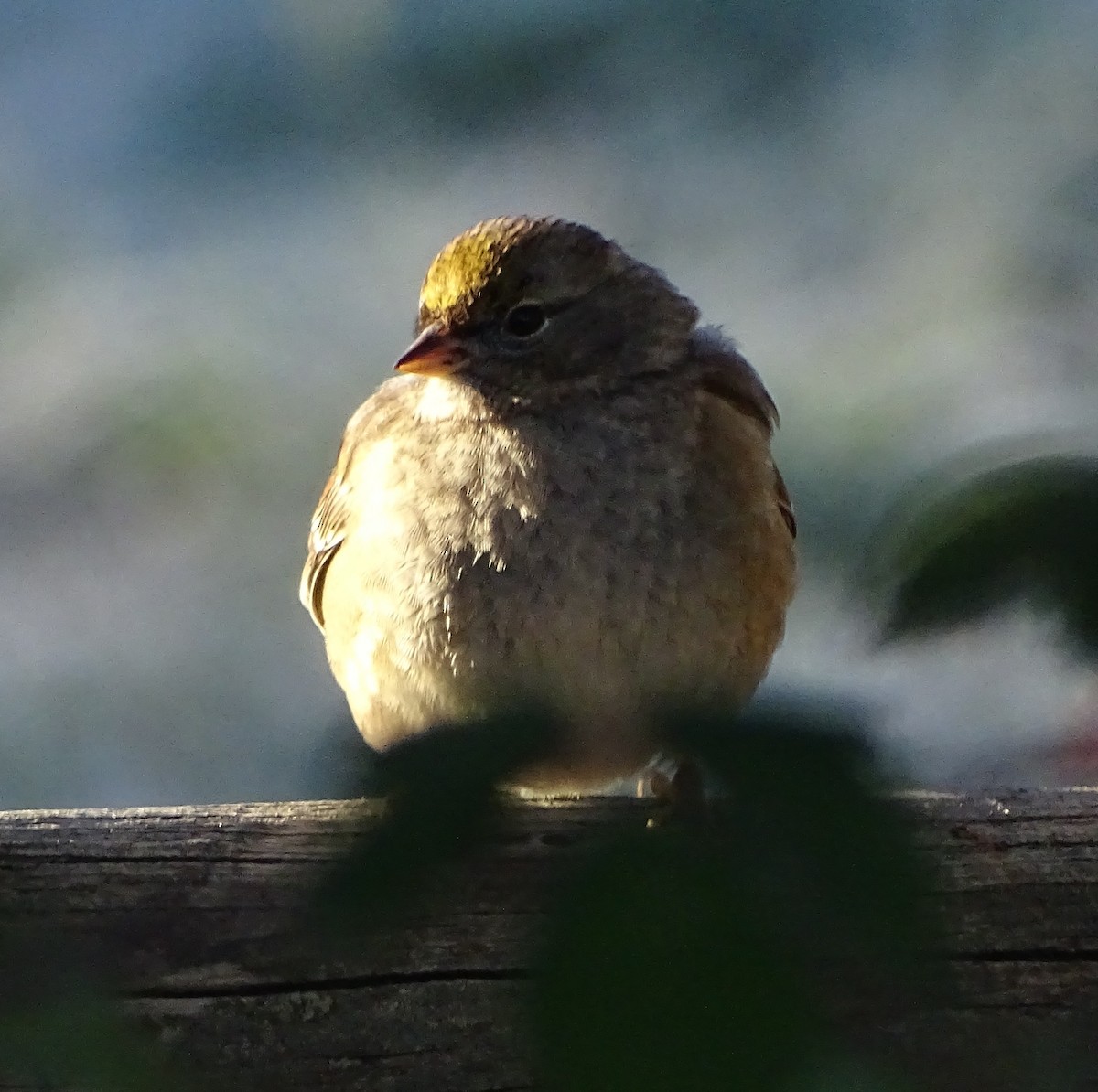 Golden-crowned Sparrow - ML646368684