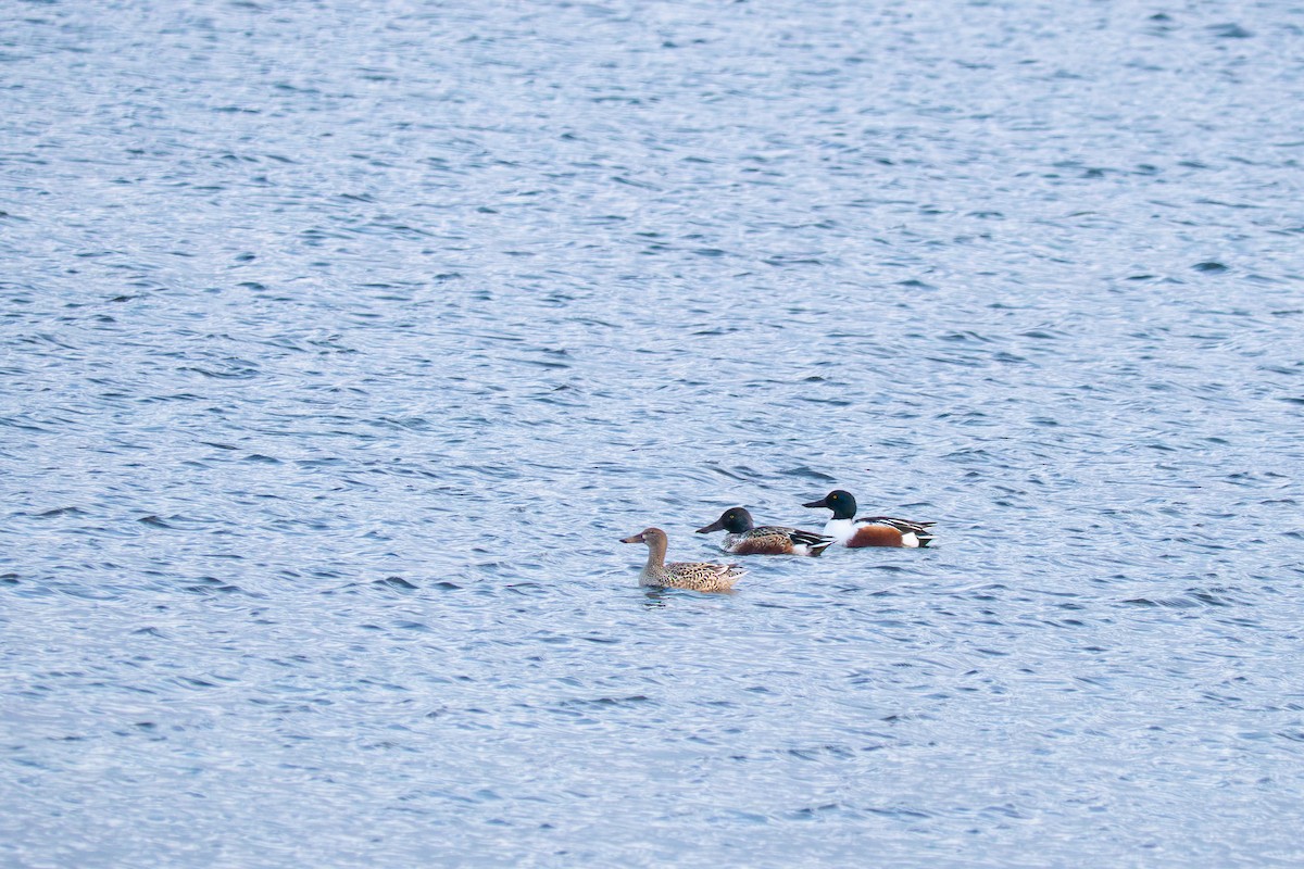 Northern Shoveler - ML646368685