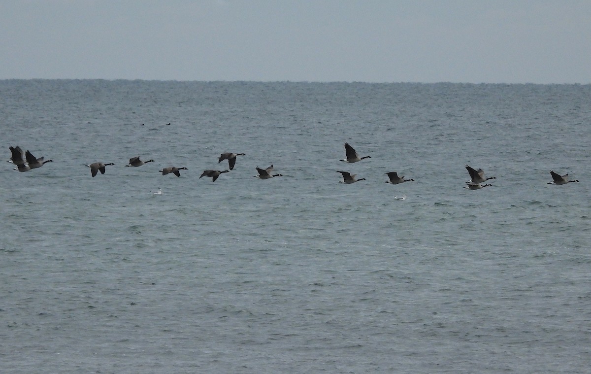 Canada Goose - ML646368688