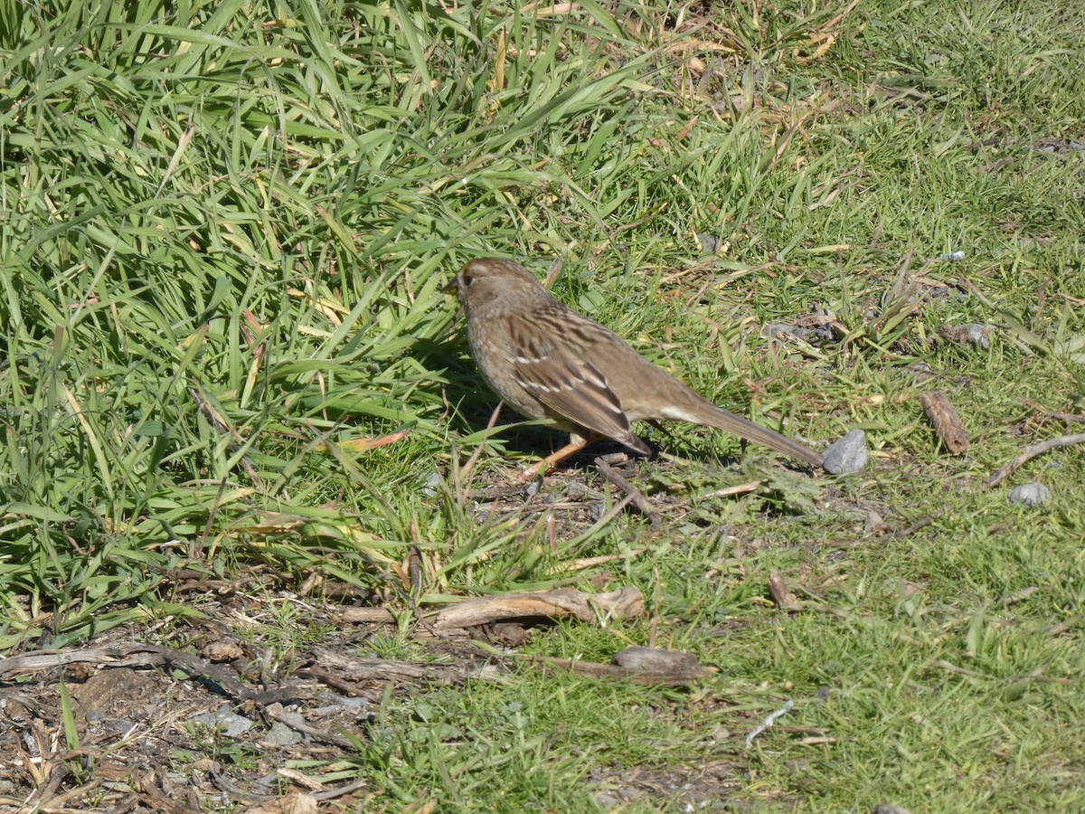 Golden-crowned Sparrow - ML646368689