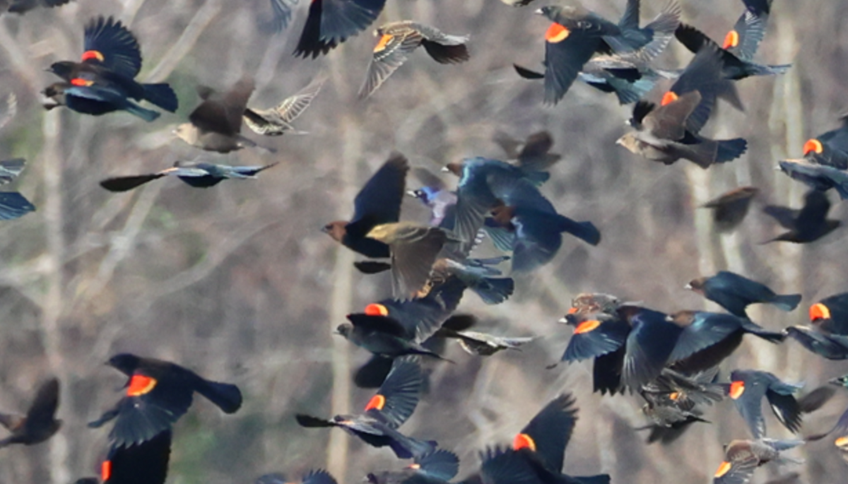 blackbird sp. - ML646368696