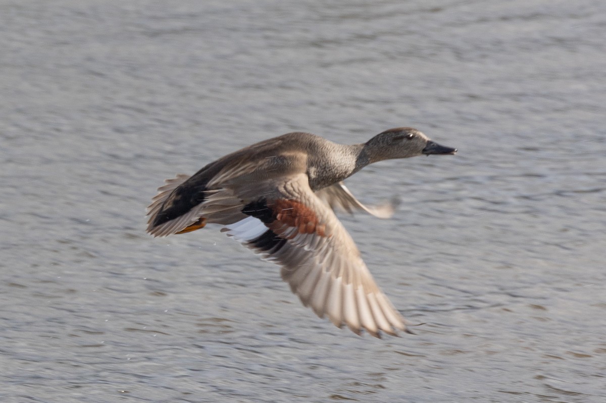 オカヨシガモ - ML646368697