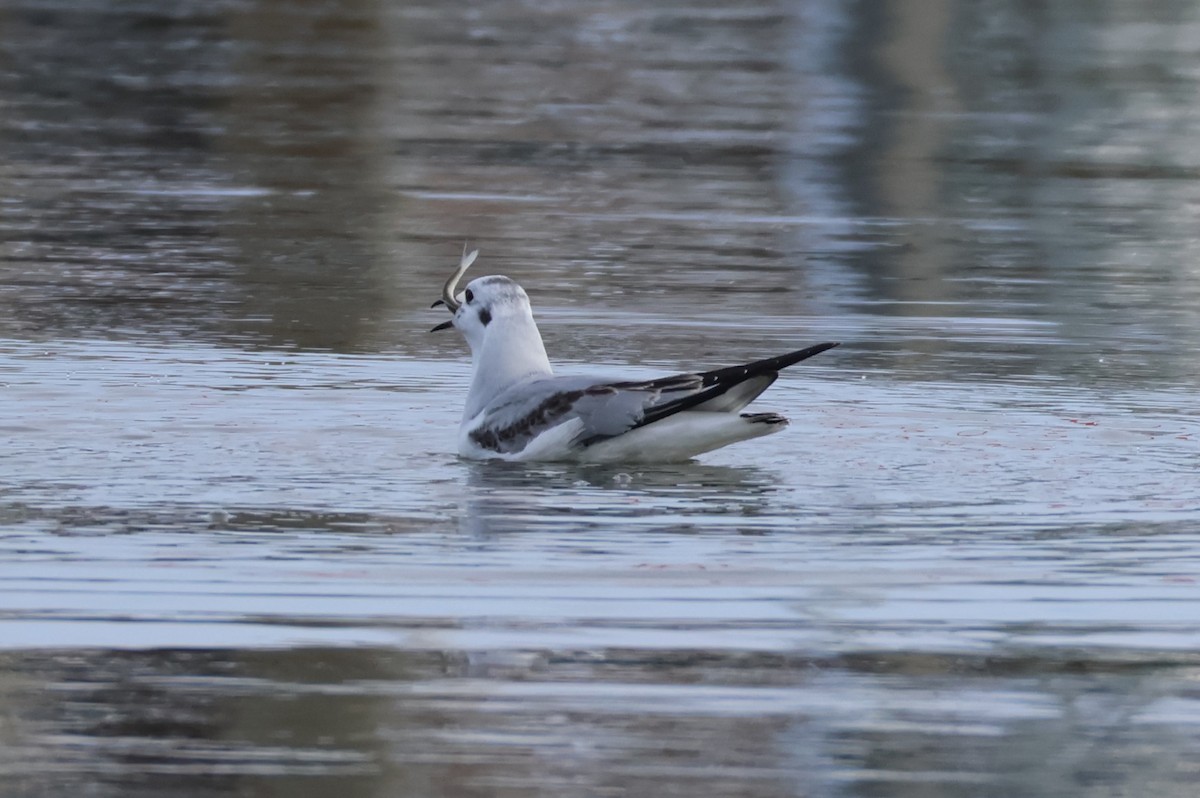 Bonaparte's Gull - ML646368698