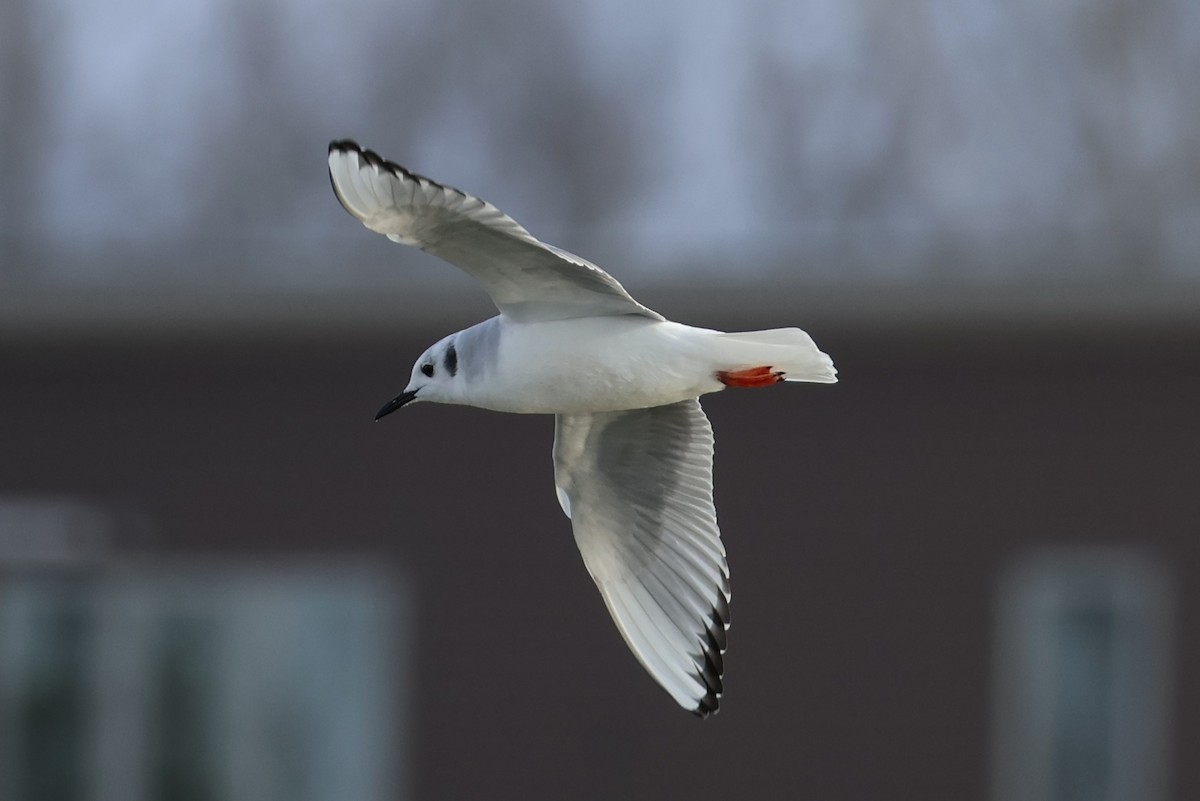 Bonaparte's Gull - ML646368699