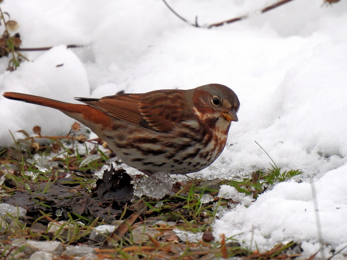Fox Sparrow - ML646368700