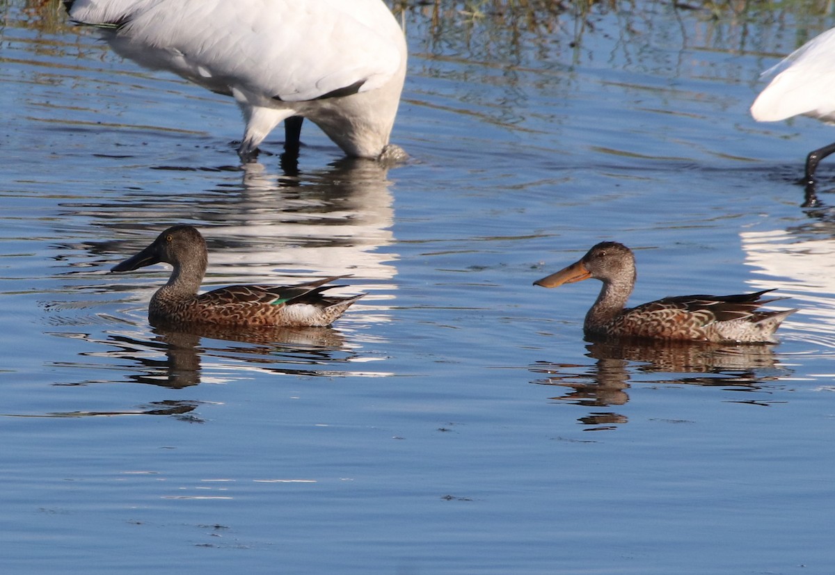 Löffelente - ML646368701