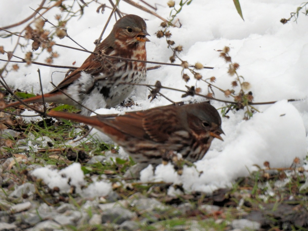 Fox Sparrow - ML646368702